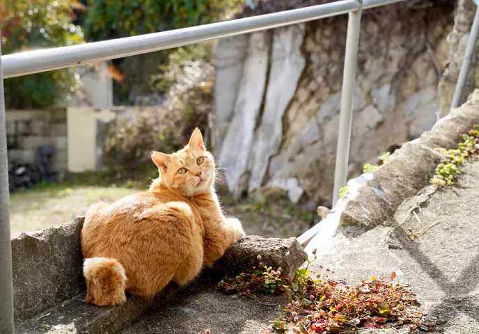 写真：猫の細道